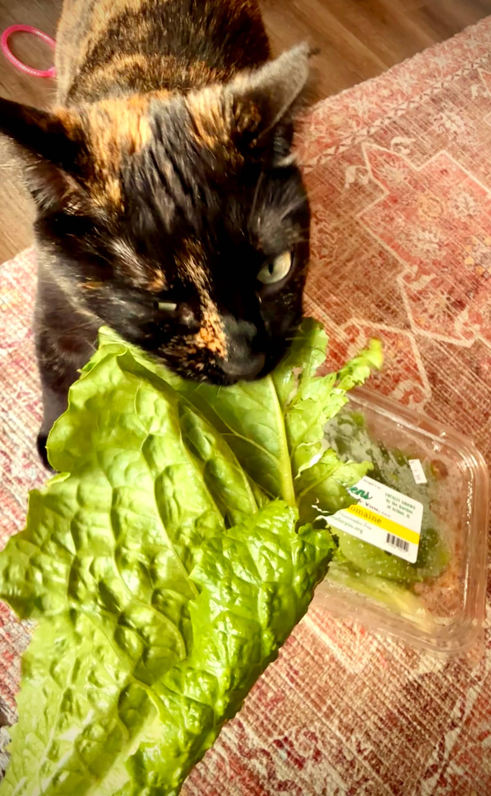 The Roosters Health Store cat surrounded by fresh greens — a beloved store mascot