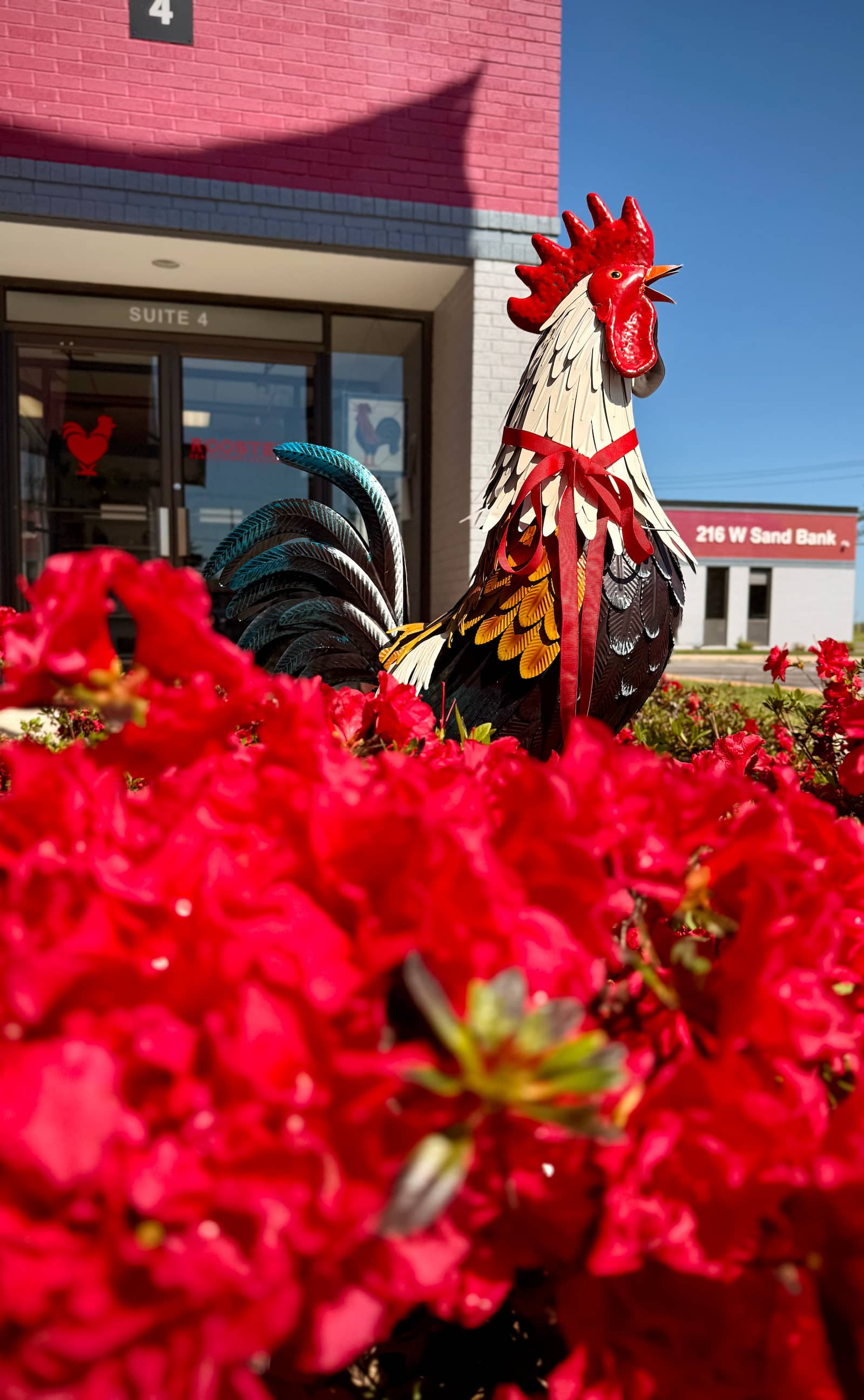 Roosters Health Store rooster statue surrounded by red azaleas at 216 W Sand Bank Rd, Columbia IL